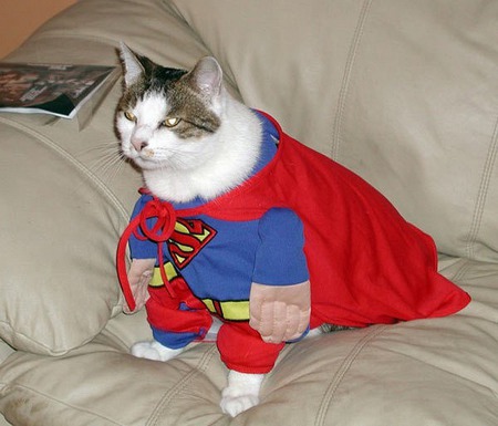 Super Cat!! - costumes, funny, animals, cats