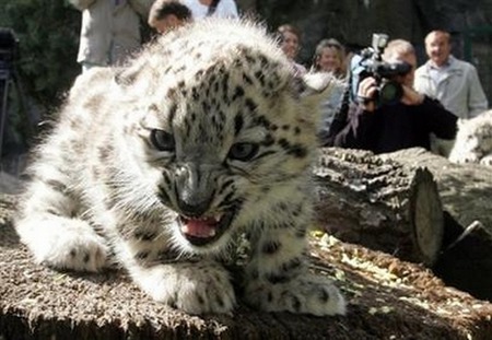 Baby Leopard - babies, cats, zoos, animals