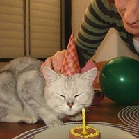 It's Your Birfday Little Kitty