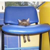 Kitty Chair