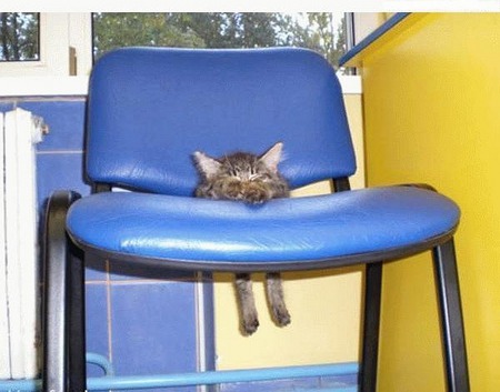 Kitty Chair