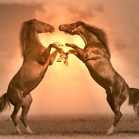 fight horses