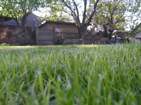 Green Grass - garden, spring