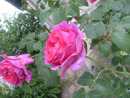 Pink roses - rose, pink