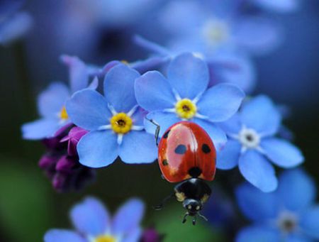 Help me im folling down - red, flower, cute, nature, blue