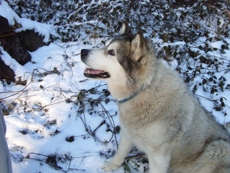 I'm 13 but I still love life - animals, dog, snow, winter, husky