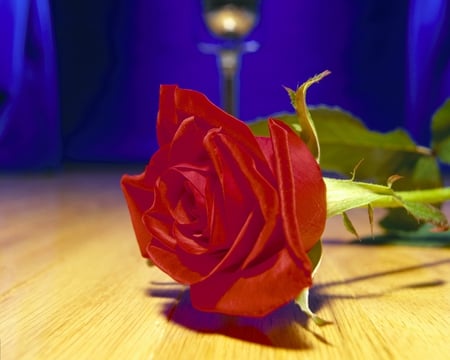 ROSE - art, rose, photography