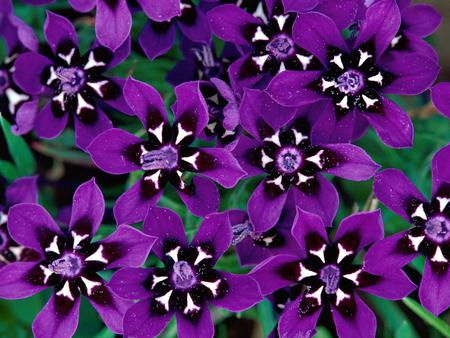 Flowers - flowers, purple, nature