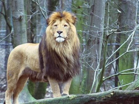 Leo the Lion - cat, animal, lion