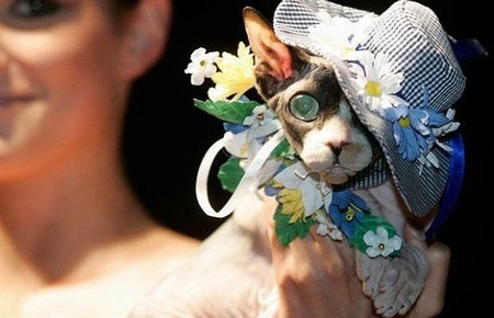 All Dressed Up - costumes, kittens, cats, photography