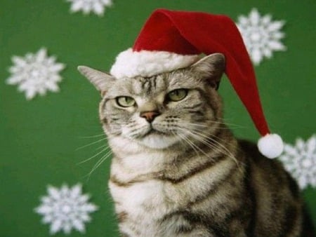 Christmas Kitty - costumes, christmas, photography, cats, animals