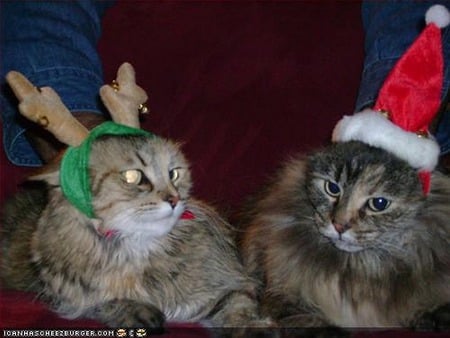 Santa and his Reindeer - costumes, cats, kittens, photography, animals, christmas