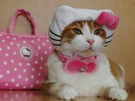 Off to the Stylist - costumes, kittens, photography, cats, animals