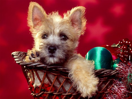 Christmas Pup - christmas, ornaments, dog, pup, puppy