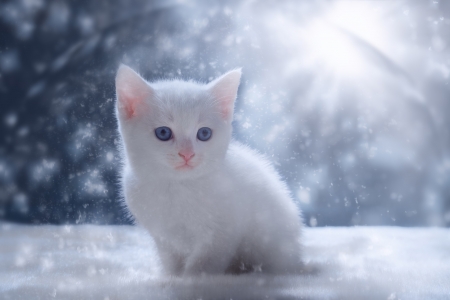 Kitten - white, iarna, winter, cute, kitten, cat, pisici, blue