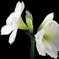 FROG ON FLOWER