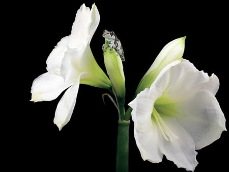 FROG ON FLOWER - nature, image, frog, flower