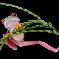 FROG ON GRASS