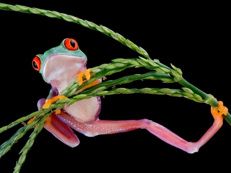 FROG ON GRASS - animal, image, grass, frog