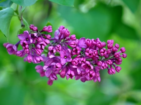 LOVELY LILACS - flowers, image, pretty, lilacs