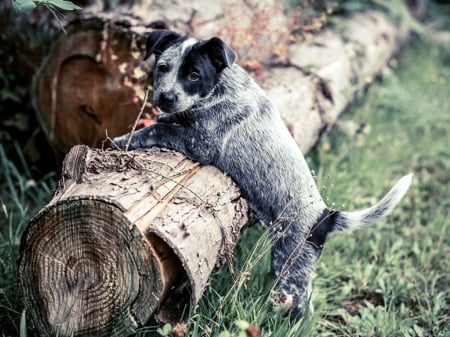 CUTE BLUE HEELER - ANIMAL, CUTE, IMAGE, PUPPY