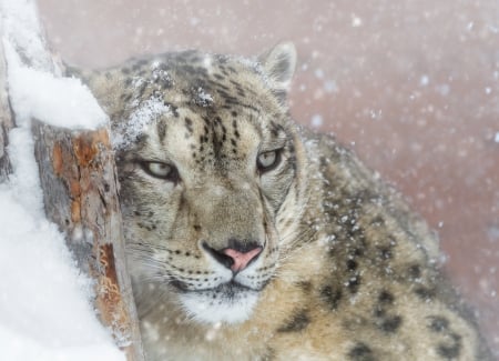 Snow leopard - iarna, winter, animal, snow leopard