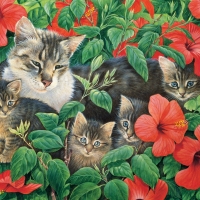 Cats in Hibiscus bush