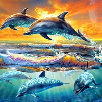 Dolphins at Dawn