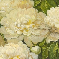 White peonies