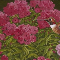 Phlox and hummingbird