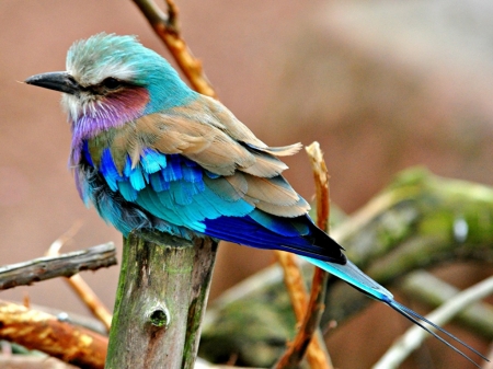 BEAUTIFUL BIRD