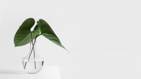 Plant - table, vase, glass, plant