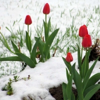 winter flowers