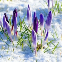 winter flowers