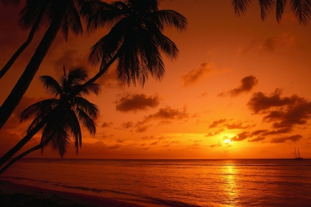 Tropical Sunset - trees, skies, sunset, palm, troplical