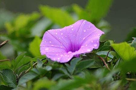 Dew on morning glory flower