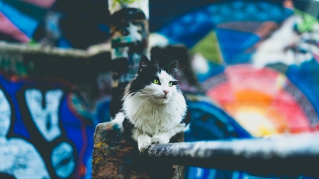 Black and white - animal, colorful, macro, cat