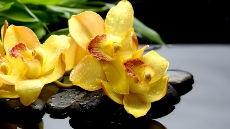 Spa concept - Orchids, Water, Flowers, Stones, Exotic