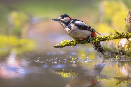 Woodpecker - bokeh, branch, water, moss, bird