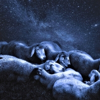 Sheeps and stars