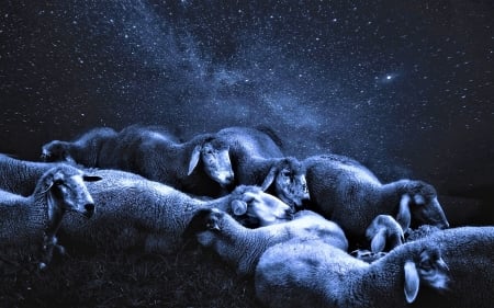 Sheeps and stars