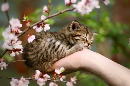 cute kitty - nature, cool, cats, animals, flowers, cute, spring