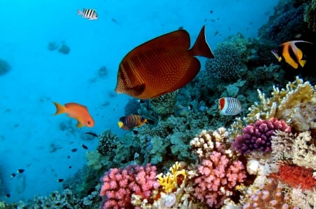 under the sea - sea, coral, fish, reef