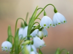 Spring white flowers