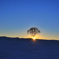 trees landscape