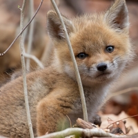 Little fox