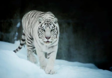 White tiger - white, iarna, snow, winter, animal, tiger, tigru