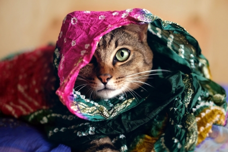 :) - scarf, funny, green, pisici, face, pink, cat