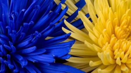 Flowers - skin, yellow, blue, chrysanthemum, joe desousa, flower