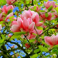 Magnolias